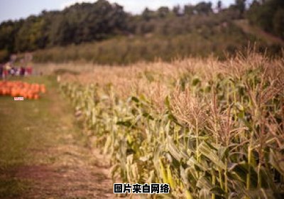 林地可持续利用的经济作物种植范文