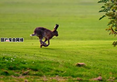 可爱的兔子如此简单又美丽