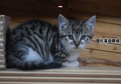 如何用声音吸引小猫靠近？