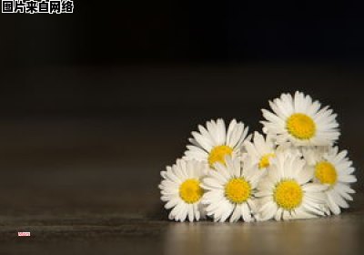 菊花淡如人，指的是谁？（菊花淡然的诗句）