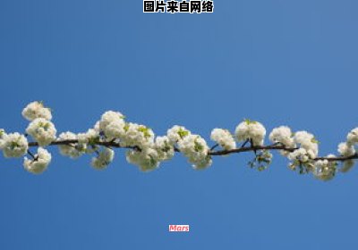 芬芳四溢谜一数字