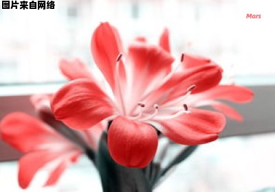 细叶君子兰何时能开花（细叶君子兰图片大全大图）