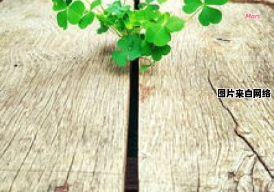 攀登困境解析生物之谜（攀登生命的高峰）