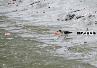 红树湿地中的氧化反应及挥发性化学物质