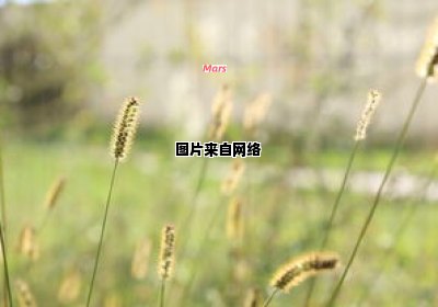 夏日清风吹拂，文案短句给予治愈力量（夏日的清风）