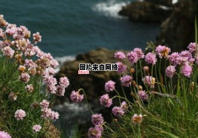 写好句子，以象征手法描绘梅花（用象征的手法描写梅花）