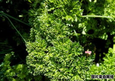 荠菜的健康益处与潜在风险 荠菜有什么