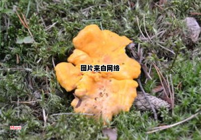 大茴香与八角有哪些不同之处？ 大茴香和八角茴香一样吗