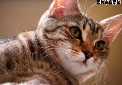 京剧猫新一季的播出日期公布