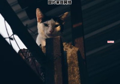 京剧猫新一季的播出日期公布