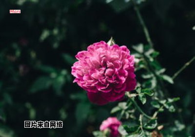 北方地区四季绽放的花卉有哪些