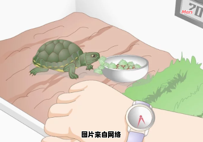 如何解决乌龟不进食的问题，让它恢复食欲