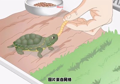 如何解决乌龟不进食的问题，让它恢复食欲