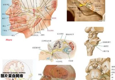 头面部的双侧性支配指的是什么？