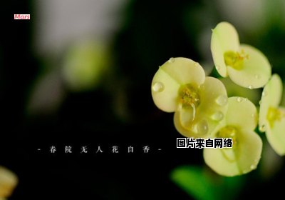 草木无言自有春风吹