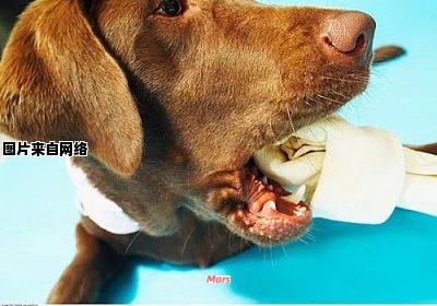 狗犬啃嚼声犹如饱食咀嚼