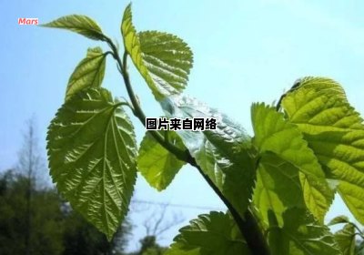 霜降之后，桑叶有何益处？