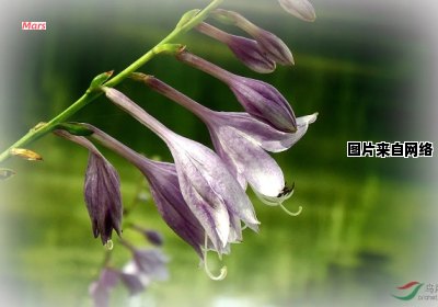 探秘紫花玉簪的奇妙外形