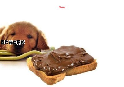 为什么狗狗不能食用巧克力