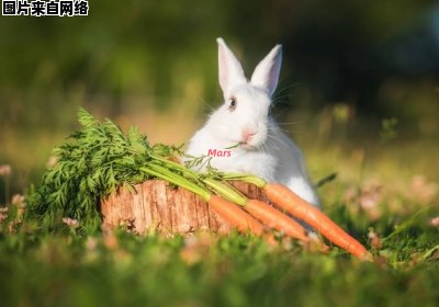 兔子的饮食偏好是否与胡萝卜有关