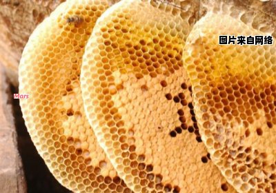 蜂蜡的来源是哪一种蜜蜂？