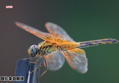 蜻蜓的外貌和独特之处