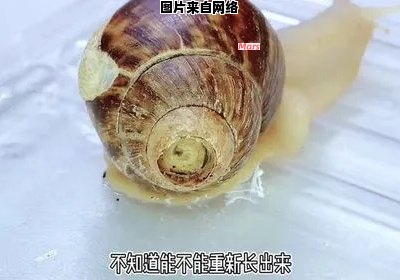 蜗牛壳破损应如何处理