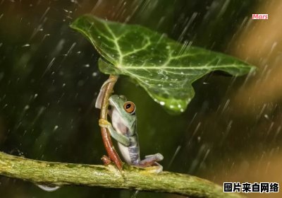 动物躲进伞里了，下雨天有多少只？