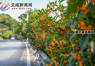 哪个城市是桂花盛开的乡村？