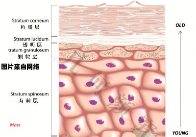 皮肤表层的组成是什么？