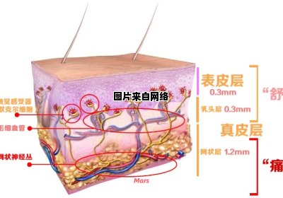 皮肤表层的组成是什么？