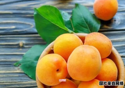 杏的性质是属于寒性还是热性的？