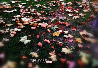 风声阵阵，落叶素素飘落