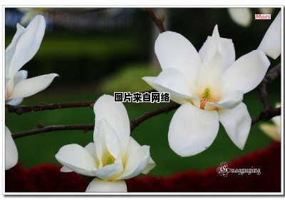 上海市市花是哪种植物？