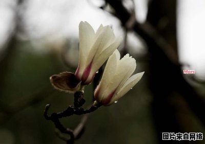 上海市市花是哪种植物？