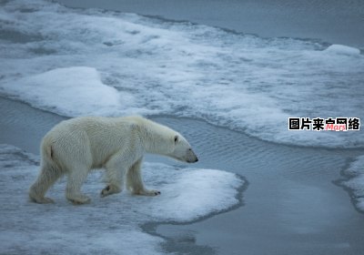 北极熊为何能在极寒环境下生存？