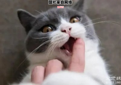 为什么猫闻到臭脚后会张开嘴巴？