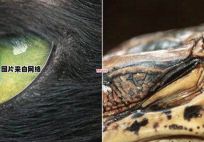 哪种动物的瞳孔形状像长方形？
