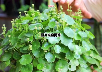 铜钱草的栽培技巧与关注要点