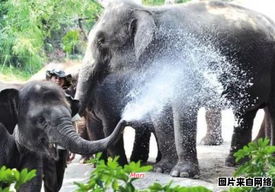 大象为何在吸水时不会被呛到