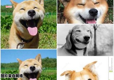 微笑狗究竟是何种生物？