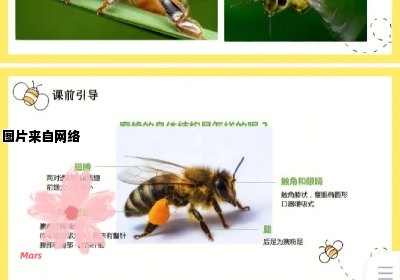 蜜蜂的独特特征有哪些