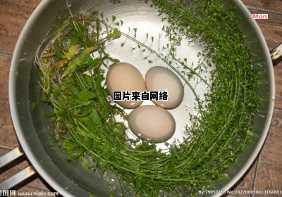 三月三过后还能享用荠菜煮鸡蛋吗?