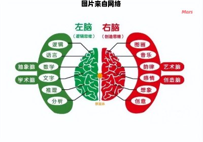 左右脑的协同作用与功能