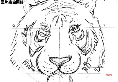 如何快速学会画老虎的简单画法