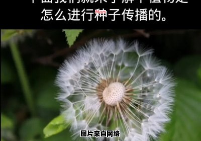 植物母体如何有效传播种子