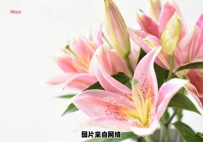 如何消除百合花的异味？