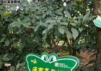 种植菜豆树的技巧与要点