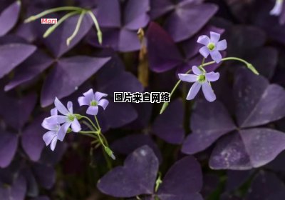 紫叶醡浆草的养护方法详解