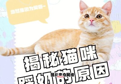 猫咪踩奶行为的意义及注意事项